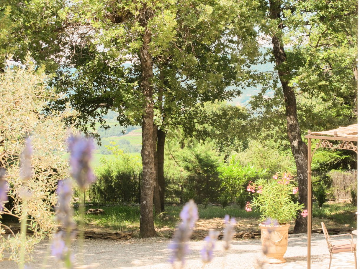 lavande provence