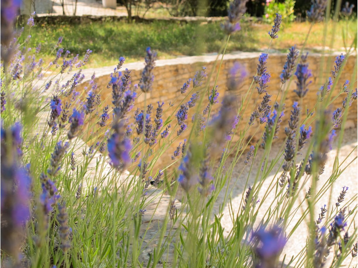 lavande provence