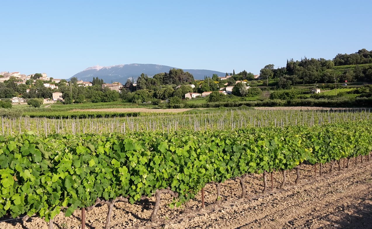 vignes